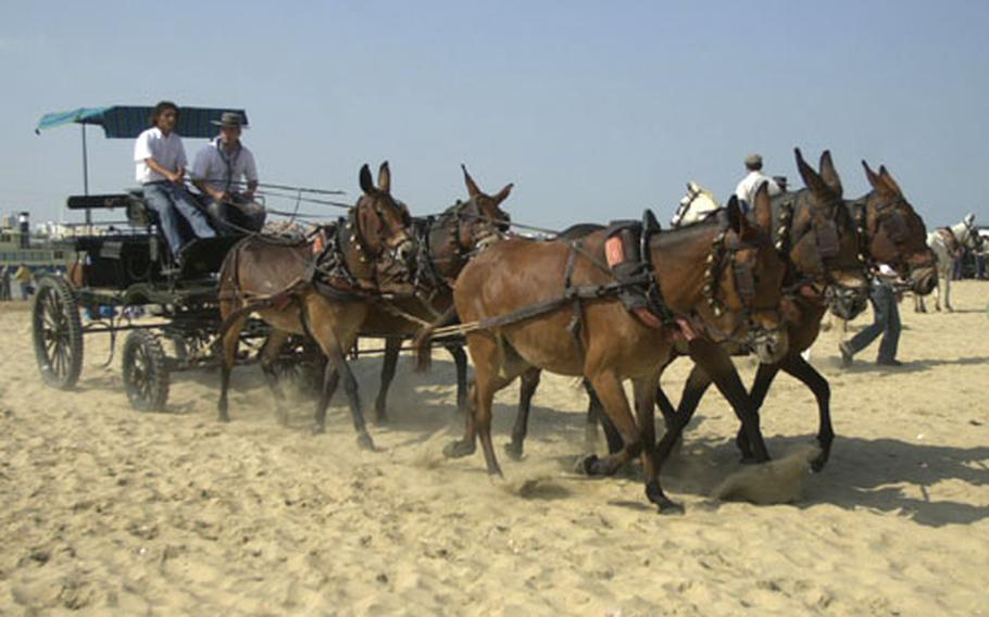 A cart on Wednesday is pulled through the beach at Donana National Park, near Sanlúcar de Barrameda, Spain.
