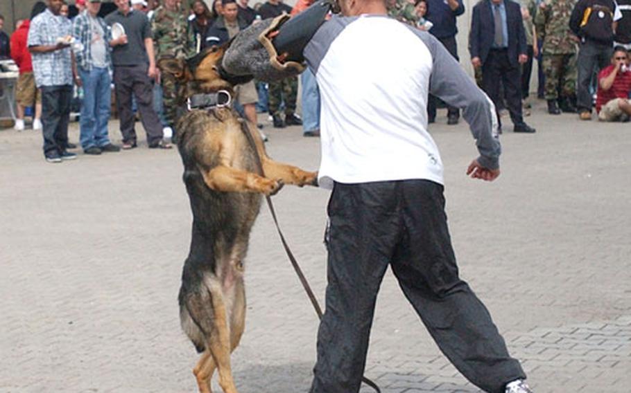 Military working dog, Cedo, bites "purse snatcher" Sgt. Richard S. Glosson of the 529th Military Police Company.