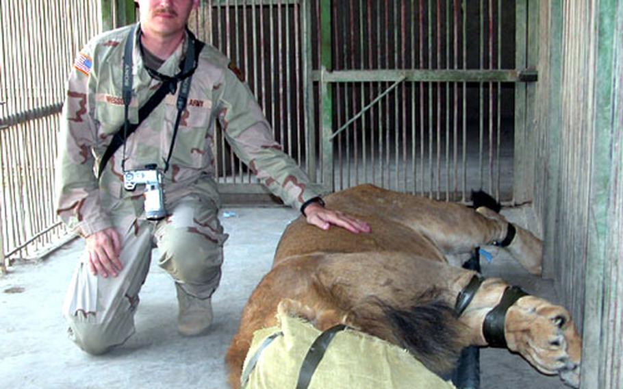 1st Lt. Gorden Gregson of Headquarters and Headquarters Company, 1st Battalion, 153rd Infantry Regiment, kneels next to a sedated Prince Brutus before the lion was taken to the zoo.