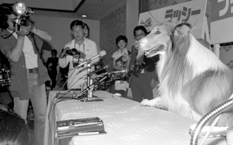 Lassie in Tokyo.