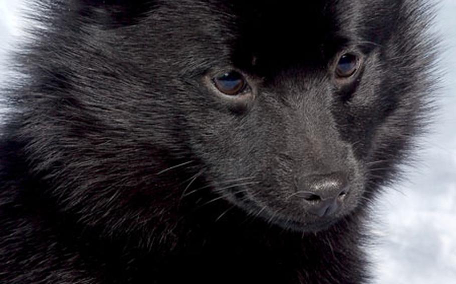 Kiri, a registered Schipperke belonging to Mary Deats, will be competing next month in the world’s largest dog show, sponsored by the Kennel Club at Birmingham, England.