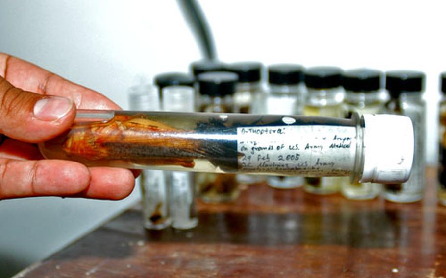 After a bug of interest is caught, Spc. Cristian Martinez places it in a test tube, adds a preservative solution and labels it.