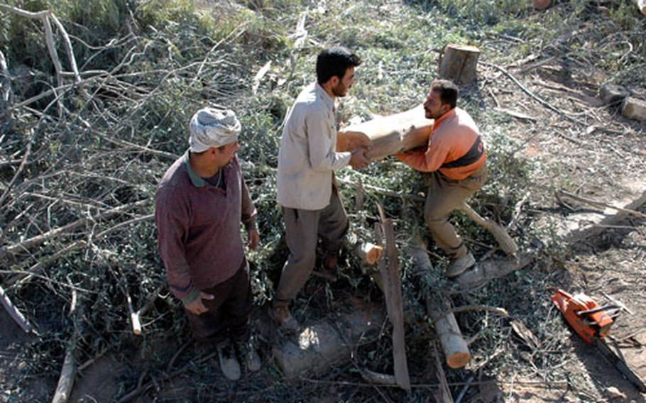 Iraqi workers clear a patch of trees and brush to make room for renovations under way as Camp Normandy prepares to shrink in size and slash the number of U.S. troops stationed at the base.