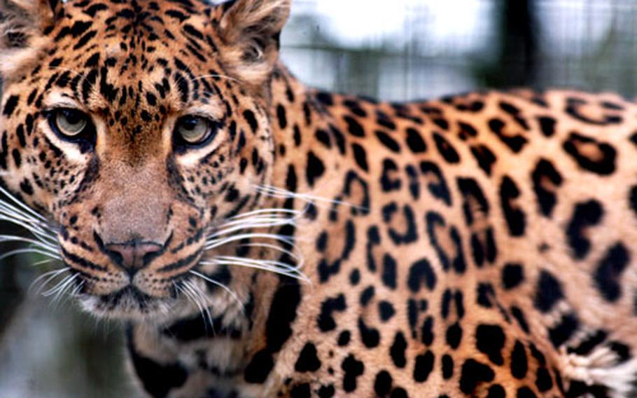 From a perch in her enclosure at the Linton Zoo, a leopard watches visitors pass her cage.