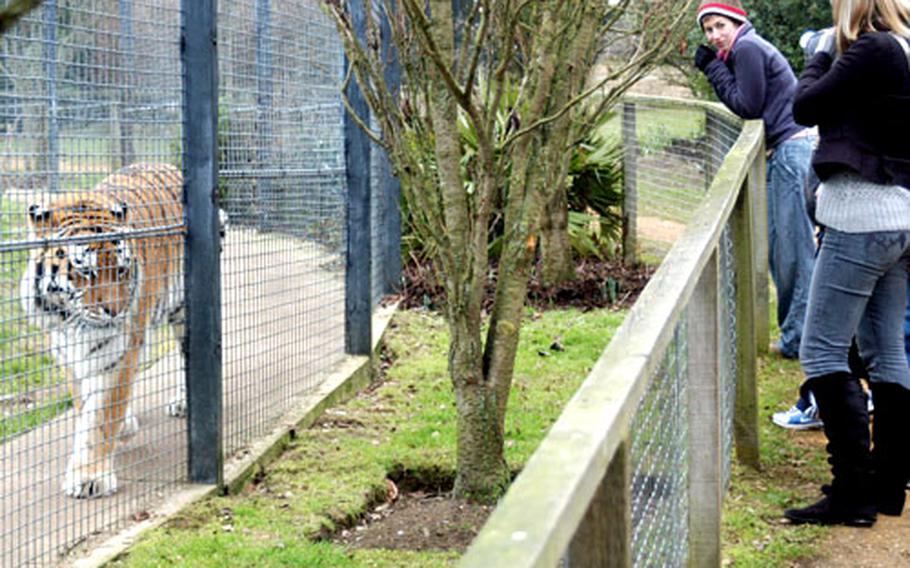 One of the signature features of the Linton Zoo is how close visitors can get to some of the animals, including the big cats. Here, one of the Amur tigers strolls the perimeter of his enclosure while onlookers watch.