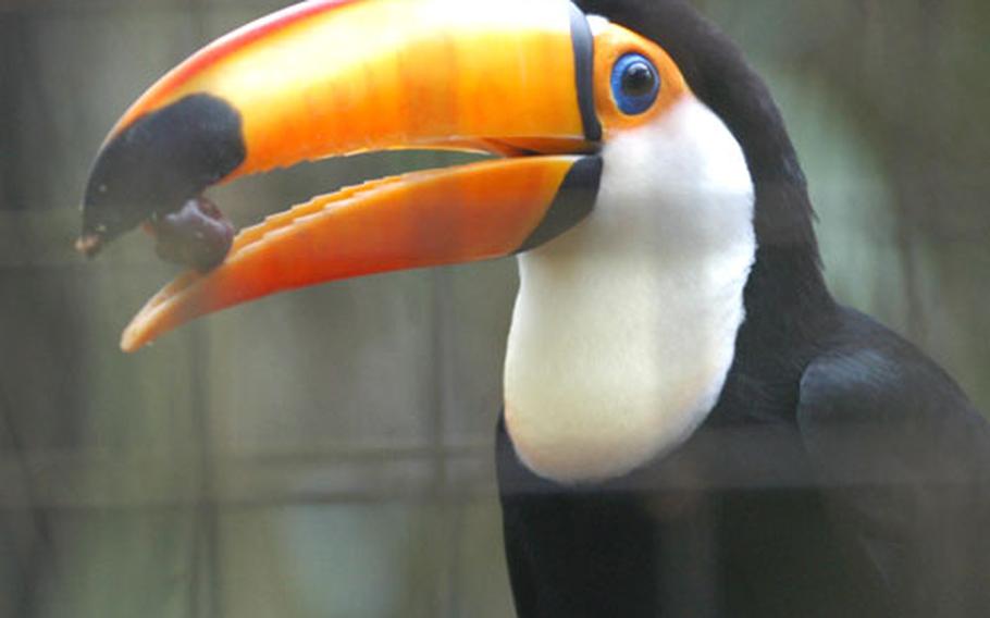 Put that on my bill ... A toucan at the Linton Zoo snatches a quick bite to eat during feeding time.