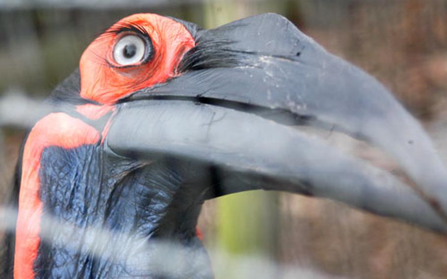 Oboe, the gregarious southern ground hornbill at the Linton Zoo just off the A11 roadway, takes in an eyeful of a visitor to his cage recently. Oboe is one of the animals visitors can get within inches of at the zoo.