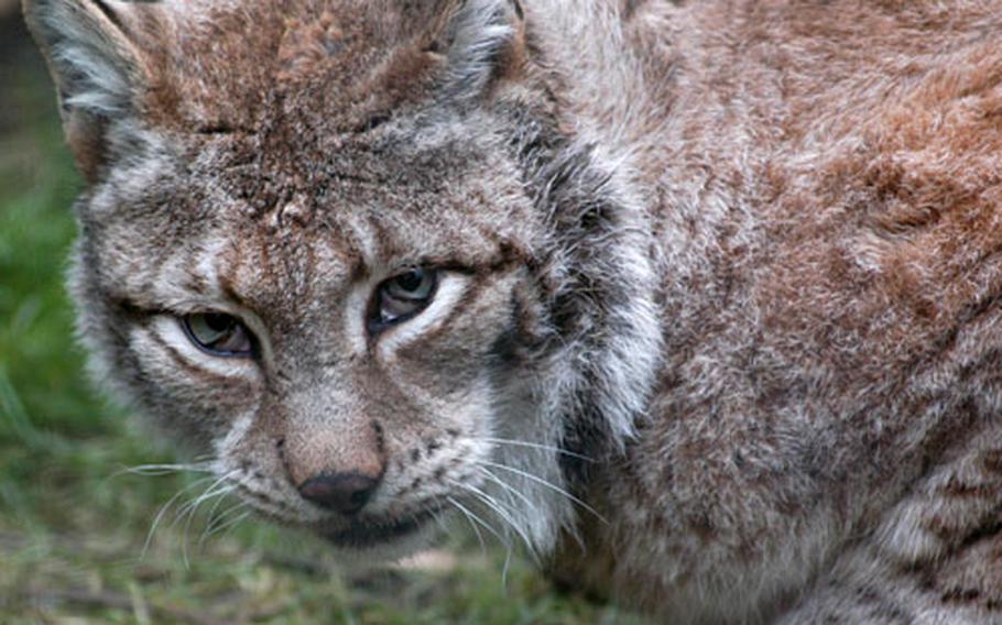 Partway through a lunch of raw rabbit, a Siberian lynx pauses in mid-chew.