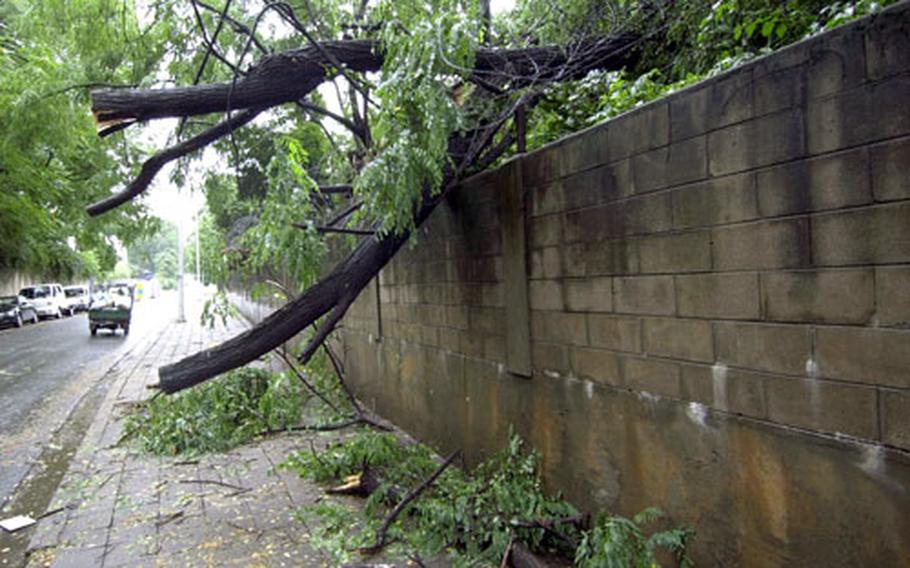 A fallen tree rests over the wall at Camp Coiner early Monday morning. The tree fell Saturday as up to 12 inches of rain drenched the area, washing dirt away from the tree’s roots.