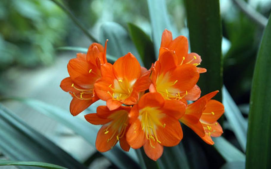 The flowers at the University of Oxford Botanic Garden, like this bunch of clivia, are in full bloom this time of year.
