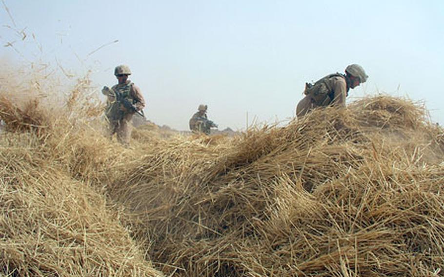 U.S. Marines with Company C, 1st Light Armored Reconnaissance Battalion search a large haystack.