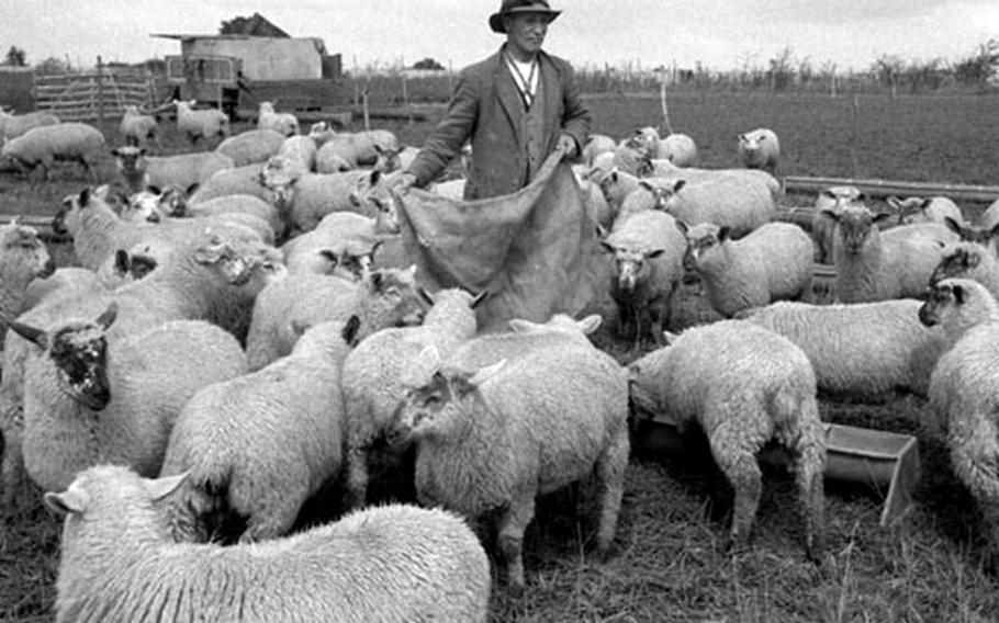 Kiln Farm workers had about 1,400 sheep to keep track of.