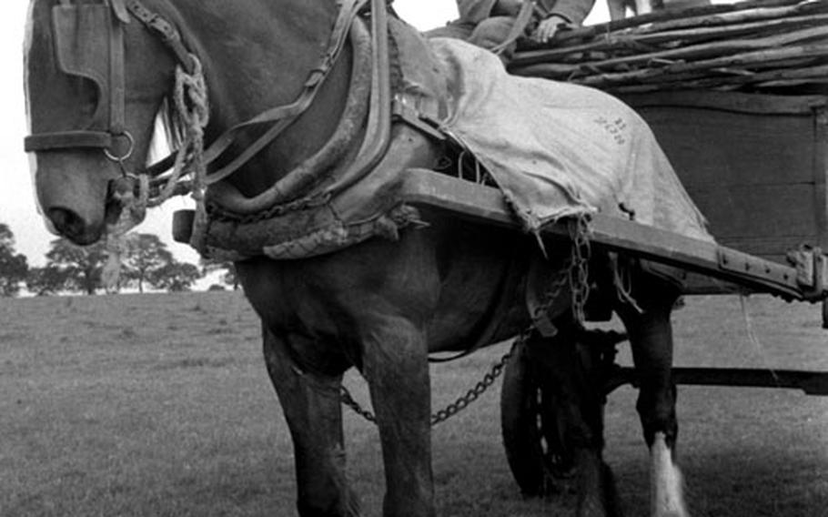 Shepherd Jack Garnham and his dog.