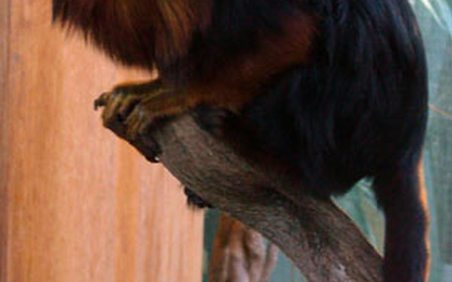 A golden-headed lion tamarin shows off its colorful mane inside the London Zoo. The zoo, located in central London, is home to a massive collection of wild animals.