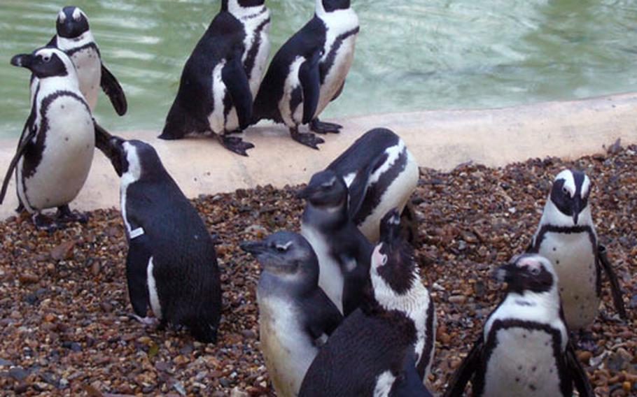 Blackfooted penguins waddle around their enclosure at the London Zoo.