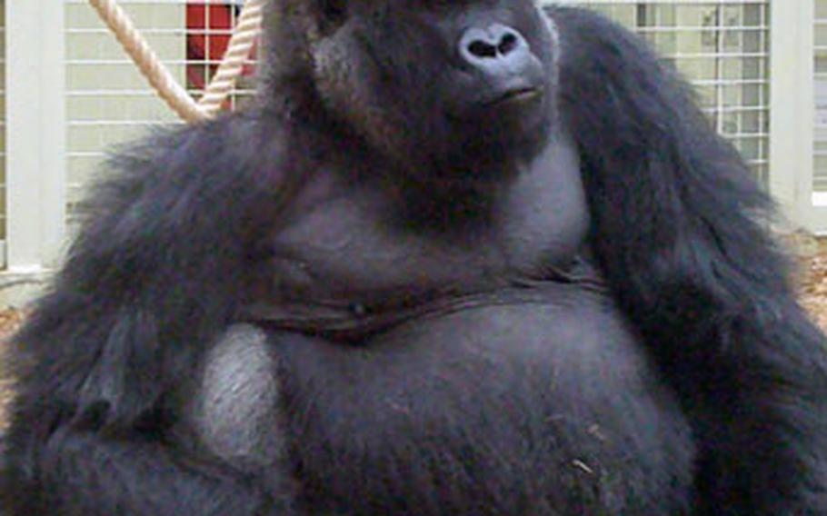 A Western lowland gorilla chills out in its indoor enclosure at the Gorilla Kingdom.