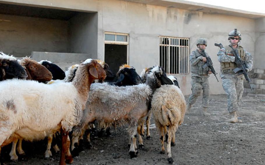 Soldiers and sheep eye one another Thursday during a search of a sheep pen in Mushariffa, Iraq.