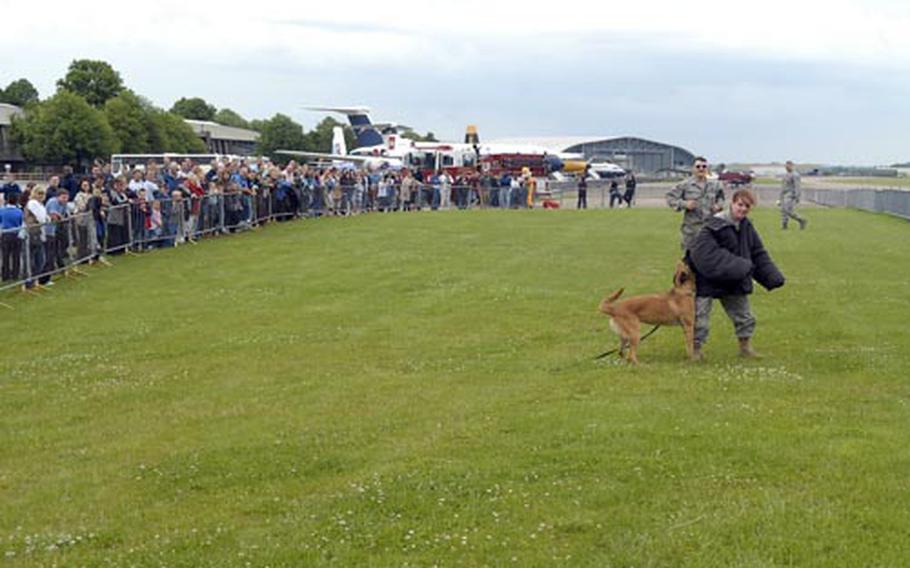 Airman 1st Class Angela Lowe, with the 48th Security Forces Squadron at RAF Lakenheath, gets mauled by one of the unit&#39;s police dogs during a demonstration Friday at the American Air Museum in Duxford. Lowe was one of 200 volunteers from the base who helped out at the event for Suffolk-area youth who live near RAFs Lakenheath and Mildenhall.