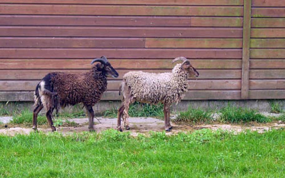 Two Soay sheep munch on the center&#39;s grasses. Soay sheep are close relatives to the sheep once farmed in the area during the Bronze Age.