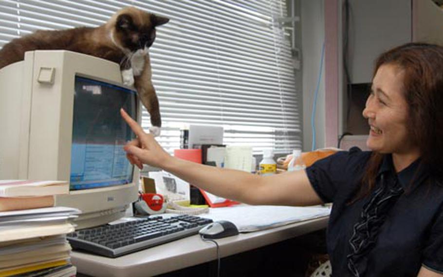 Yokosuka Naval Base, Japan, Army-branch clerk Yuko Kasahara gets some office help from Gizmo the cat. Yokosuka&#39;s Army branch heads up veterinary services and food inspections on the base. Yokosuka&#39;s veterinary services currently has about 2,500 "pet patients."