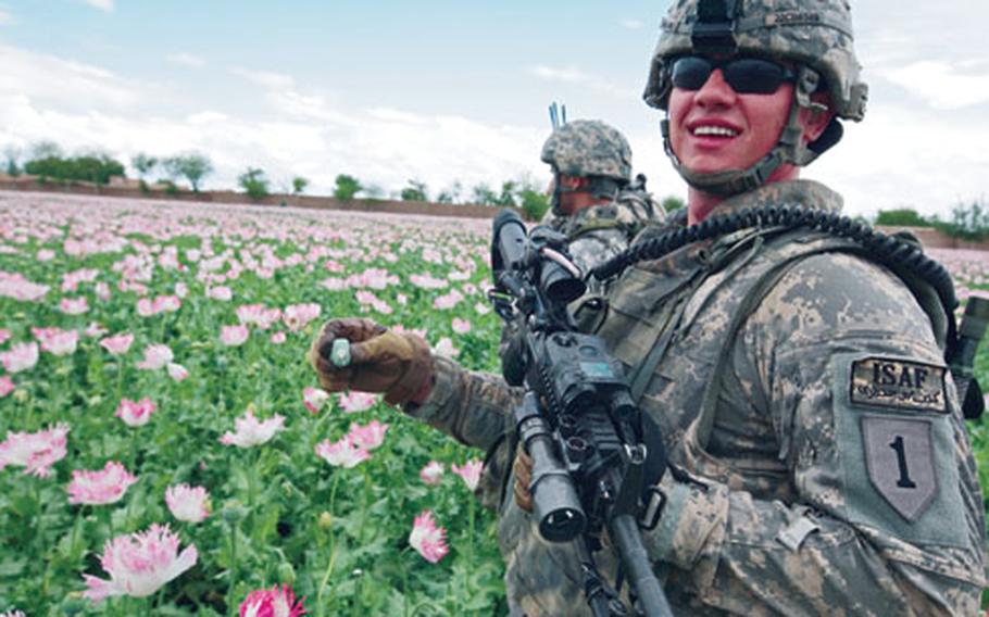 Casey Barlow, 23, of Salem, Ore., squeezes an opium poppy bulb during a 2009 patrol in Kandahar, Afghanistan.