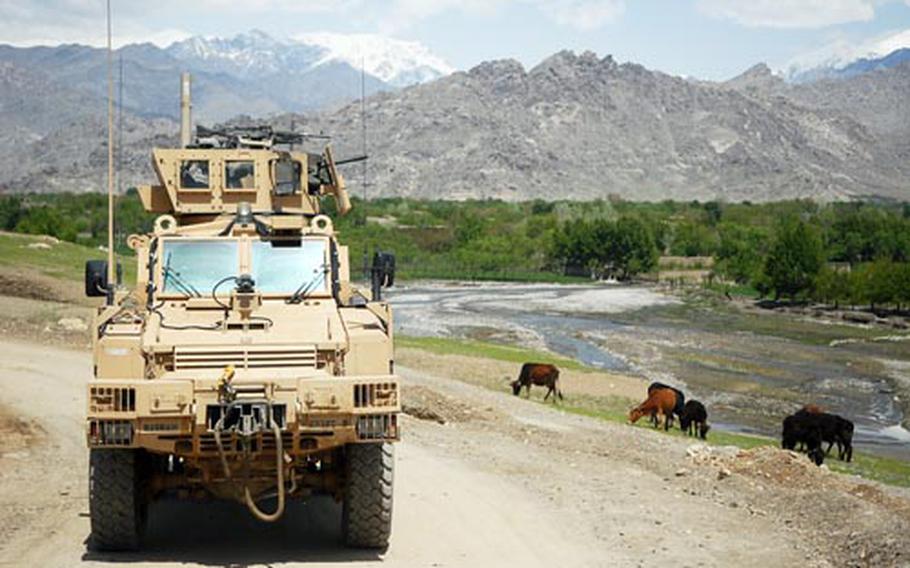 Cows graze on grass near a Mine Resistant Ambush Protected vehicle during a mission to check on road projects in rural Kapisa province.