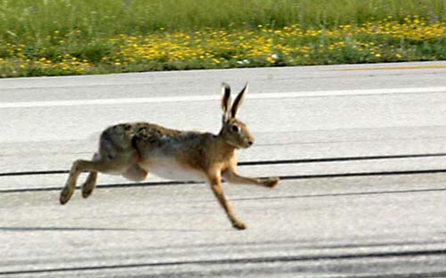 A rabbit breaks free from its cover and dashes across the Aviano Air Base runway in an attempt to elude volunteers who were trying to drive the furry creatures into a series of nets.