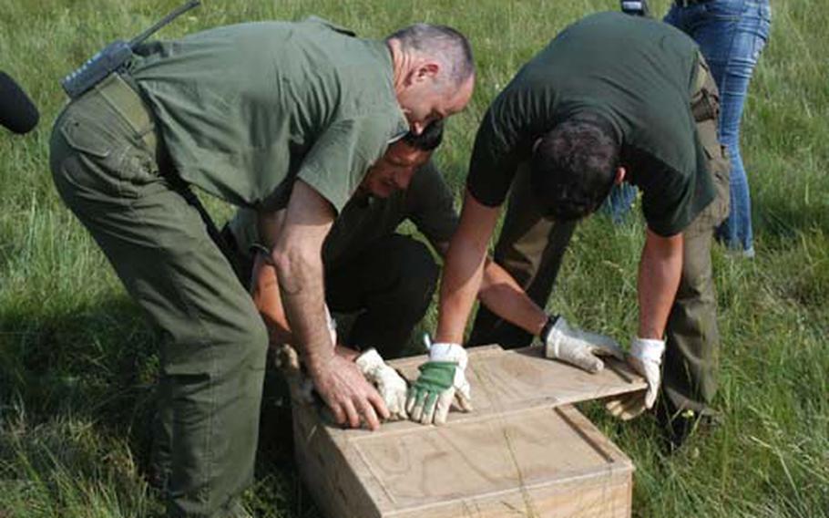 Italian park rangers place a rabbit into a wooden holding box near the end of the rabbit roundup.