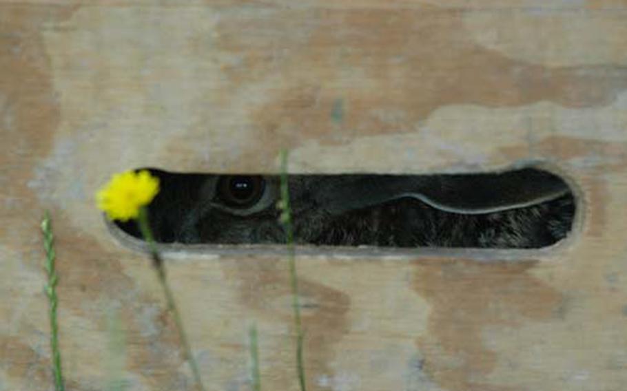 A rabbit captured during Aviano Air Base’s roundup last Tuesday peers out of its wooden cage. About a dozen rabbits were captured on base and will be released in suitable areas in the surrounding countryside.