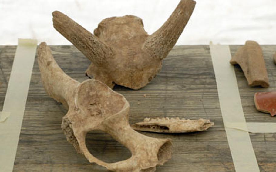 A sheep’s skull and teeth sit beside either bones from a horse or cow at the excavation site near the Wiesbaden Army Airfield.