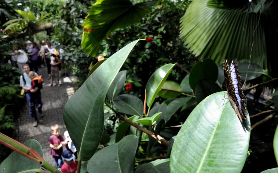 Butterflies and moths from Africa, Asia and South and Central America live in the tropical environment of the butterfly house on the island of Mainau in Lake Constance, Germany.