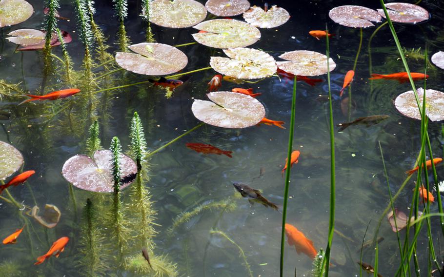 Goldfish add just a little more color to the spectrum on the island of Mainau in Lake Constance, Germany.