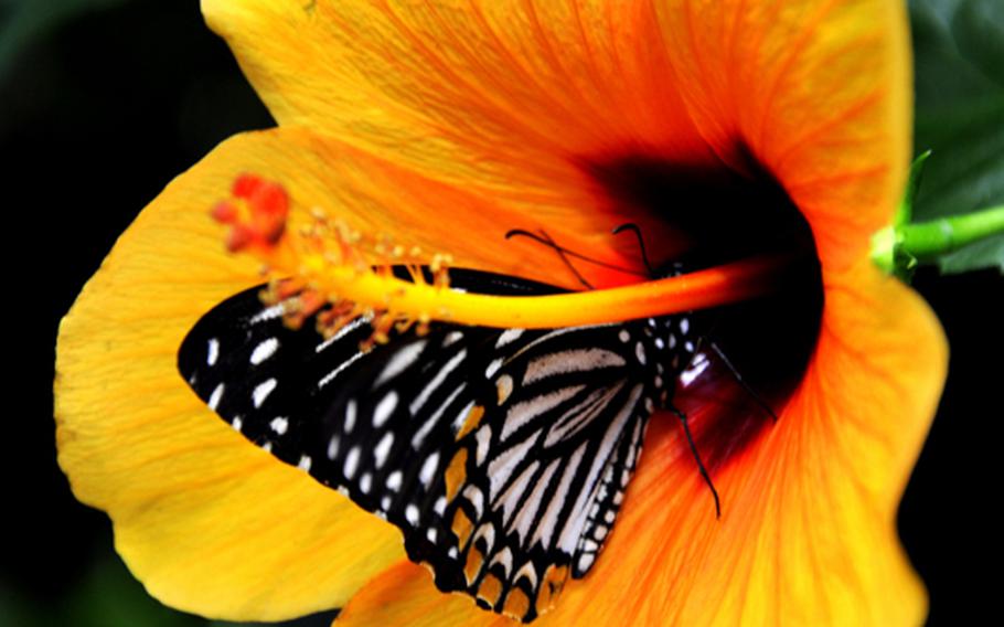 Butterflies and moths from Africa, Asia and South and Central America live in the tropical environment of the butterfly house on the island of Mainau.