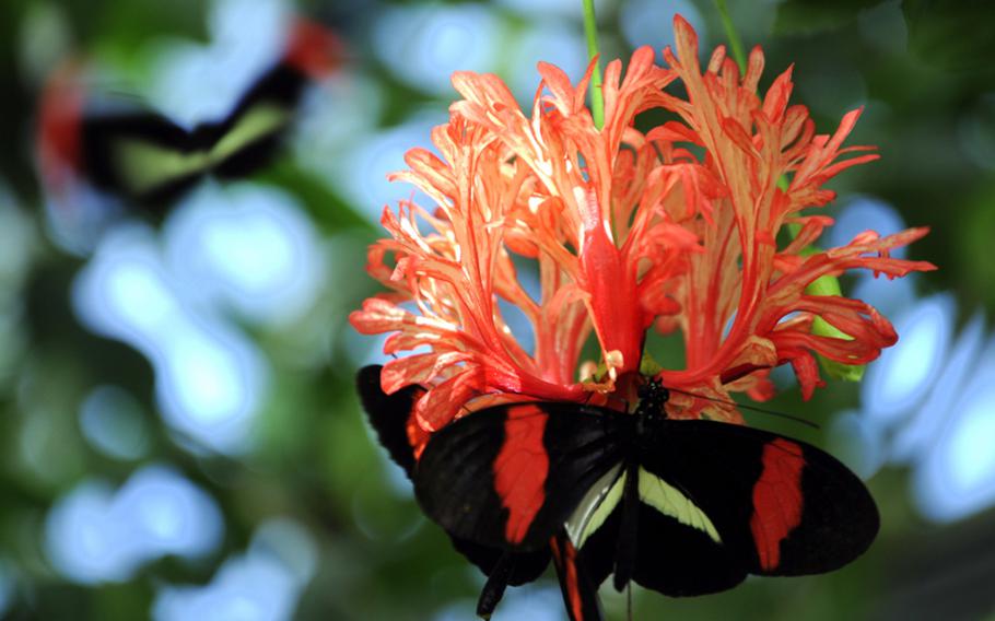 A butterfly hangs onto a bright red flower in the butterfly house on the island of Mainau, Germany. Butterflies and moths from Africa, Asia and South and Central America live in the tropical environment of the butterfly house.