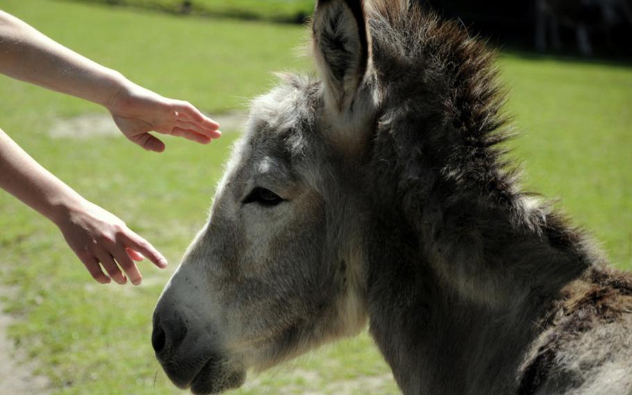 A donkey in the miniature farm greets two siblings on the island of Mainau on June 4. The farm also has cattle, Shetland ponies, goats, sheep, rabbits and chickens. Children can take a short ride on the ponies near the stables.