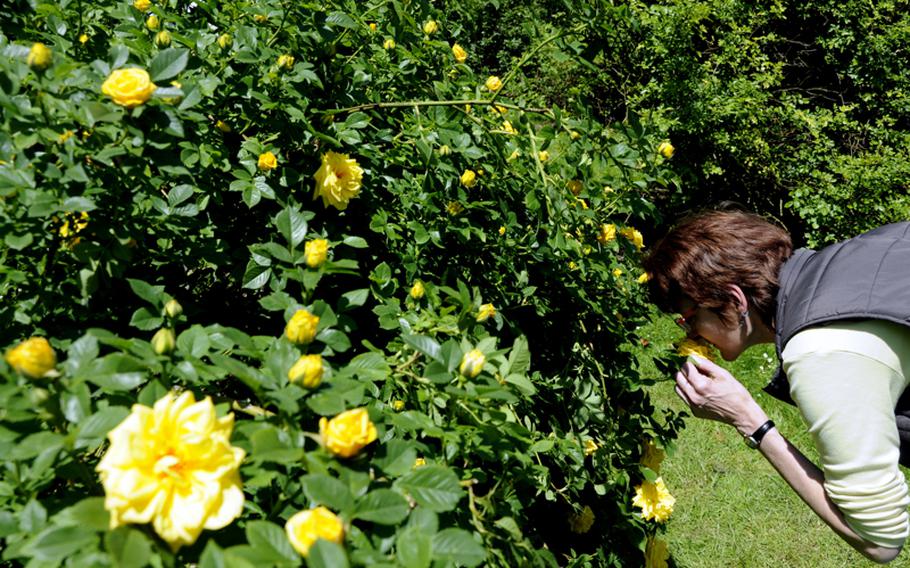 A visitor stops to smell the roses on the island of Mainau on June 4. The island is home to more than 1,200 varieties of roses and hundreds of other types of flowers.