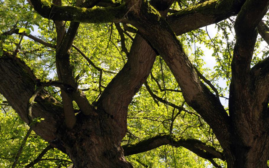 A boy climbs an oak tree in the middle of a rose garden in Mainau on June 4. The oak is one of many species of trees imported to the island over the last 150 years.