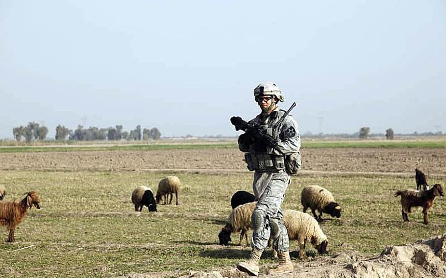 U.S. Army Sgt. Patrick Audette, assigned to Bravo Company, 1st Battalion, 38th Infantry Regiment, 4th Brigade, 2nd Infantry Division, passes by a herd of sheep during a dismounted patrol near Baghdad, Iraq, on Mar. 7, 2010.  The soldiers are in the area providing security for polling stations 300 meters away. 