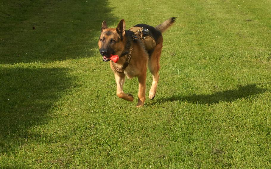 Anax, just three and a half, recovered quickly from his amputation surgery at the U.S. Army&#39;s Dog Center Europe in Kaiserslautern after he was wounded in Afghanistan. He was his old fetch-loving self in about three weeks, said his handler, Spec. Marc Whittaker.