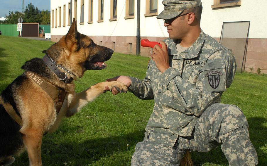 Anax, a bomb-sniffing dog, which had its leg amputated after it was wounded in Iraq, will be retired from duty. Its handler, Spec. Marc Whittaker, is hoping to adopt him.