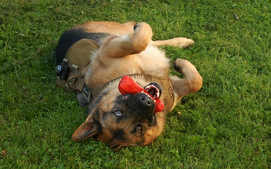 Spec. Marc Whittaker says if he was having a bad day in Afghanistan, Anax, his bomb-sniffing dog, could tell. Then he&#39;d do something goofy to cheer his handler up, Wittaker said.