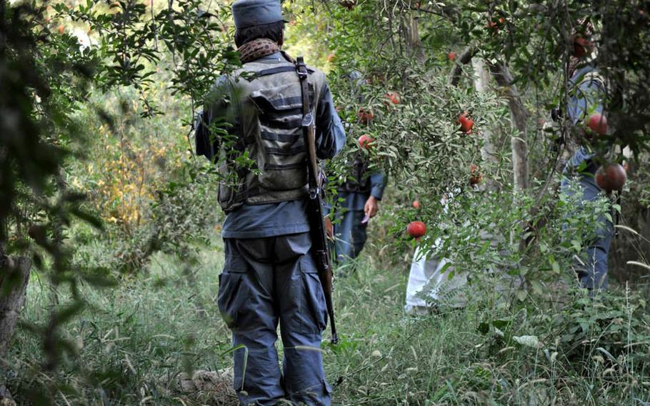 An Afghan policeman pauses for a cigarette during a sweep of a pomegranate orchard in southern Kandahar.