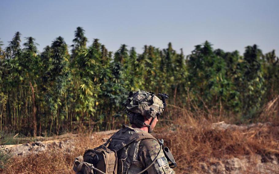 A soldier of 3rd Platoon, Destroyer Company, 2nd Battalion of the 87th Infantry Regiment, walks past a wall of marijuana plants after a raid along the Arghandab River in southern Kandahar.