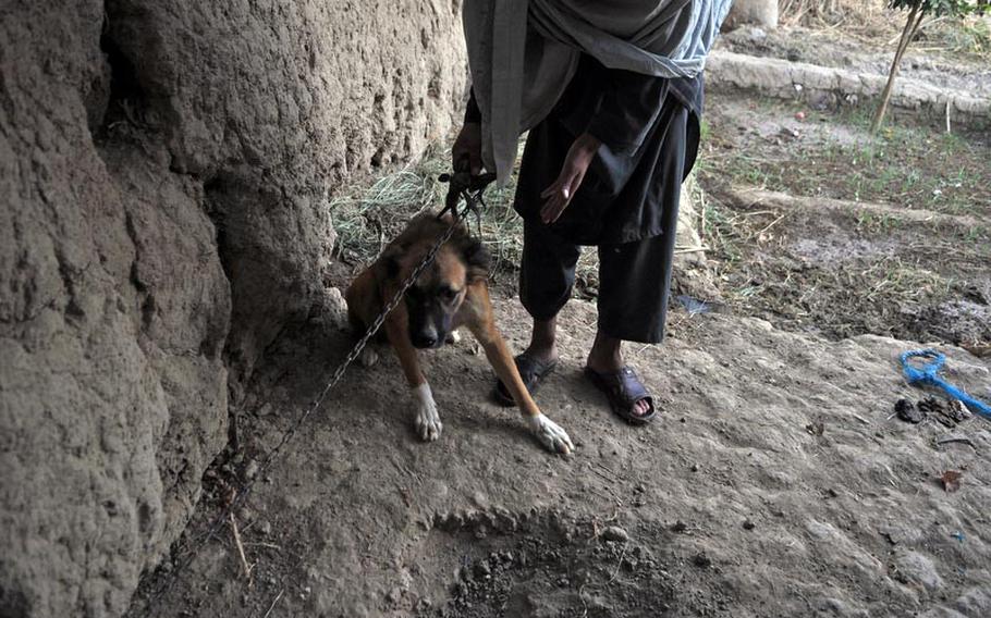 A man restrains his dog as U.S. soldiers and Afghan police search a residential compound for weapons caches and IEDs during a recent operation in southern Kandahar.