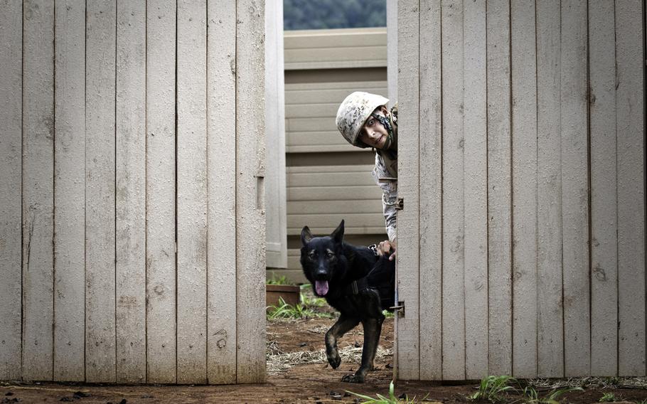 A Marine dog handler pokes his head through a fence during the 2012 Hawaiian Islands Working Dog Competition on Schofield Barracks, Hawaii, June 19, 2012.