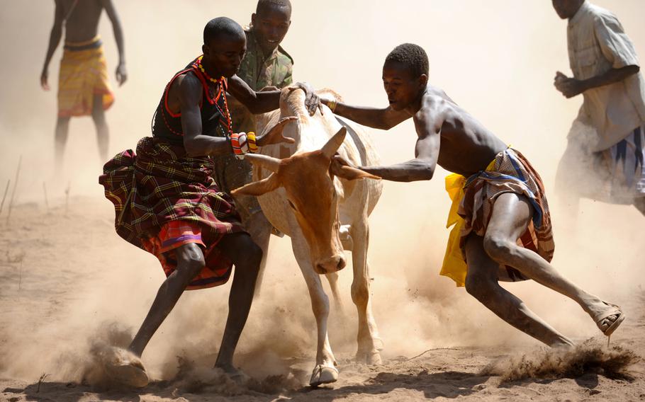 Local men attempt to subdue a runaway bull during a Veterinarian Civic Action Project in Daaba, Kenya on August 5, 2012.