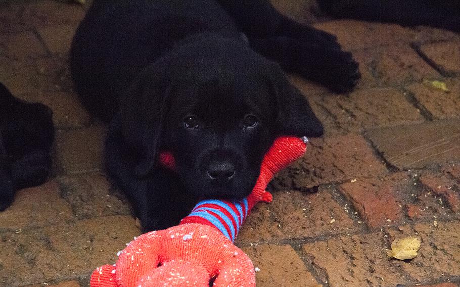 A 7-week-old Labrador retriever puppy takes a break from play at Warrior Canine Connection in Brookeville, Md., on Aug. 10, 2013. The puppy is among a litter of nine that is currently being trained by wounded warriors with PTSD and TBI to be future service dogs for disabled veterans.