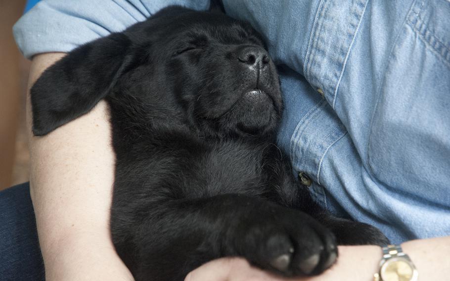 A 7-week-old Labrador retriever puppy takes a break from play at Warrior Canine Connection in Brookeville, Md., on Aug. 10, 2013. The puppy is among a litter of nine that is currently being trained by wounded warriors with PTSD and TBI to be future service dogs for disabled veterans.