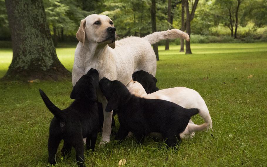 Seven-week old Labrador retriever puppies grab a quick bite to eat from their mother, Olive, during a break in play at Warrior Canine Connection in Brookeville, Md., on Aug. 10, 2013. The puppies make up a litter of nine that is currently being trained by wounded warriors with PTSD and TBI to be future service dogs for disabled veterans.