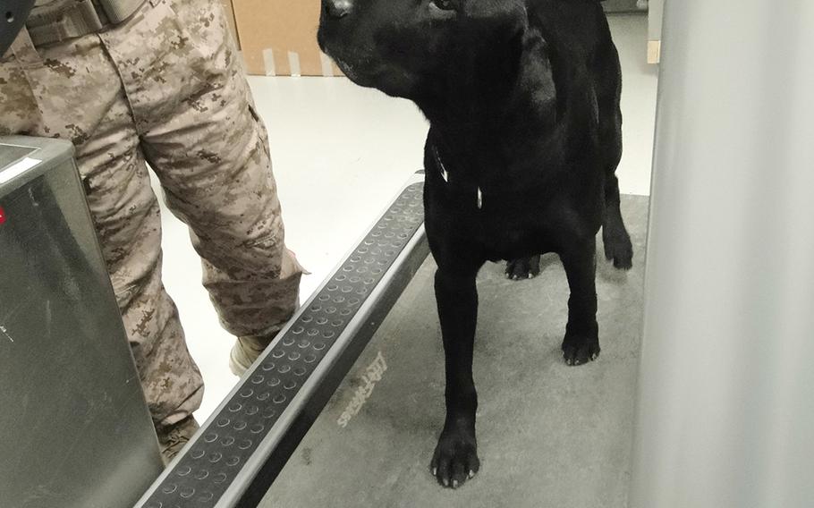 Joe, a Marine morale and therapy dog, walks on a treadmill in the Concussion Restoration Care Center at Camp Leatherneck, Afghanistan. Doctors say Joe walks on the treadmill with patients and helps improve their mood.